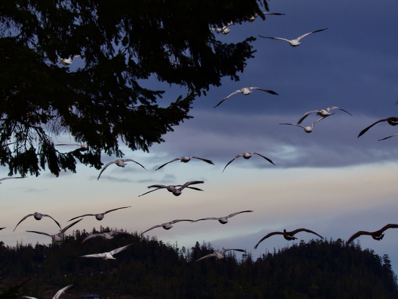 A Vancouver Island Morning