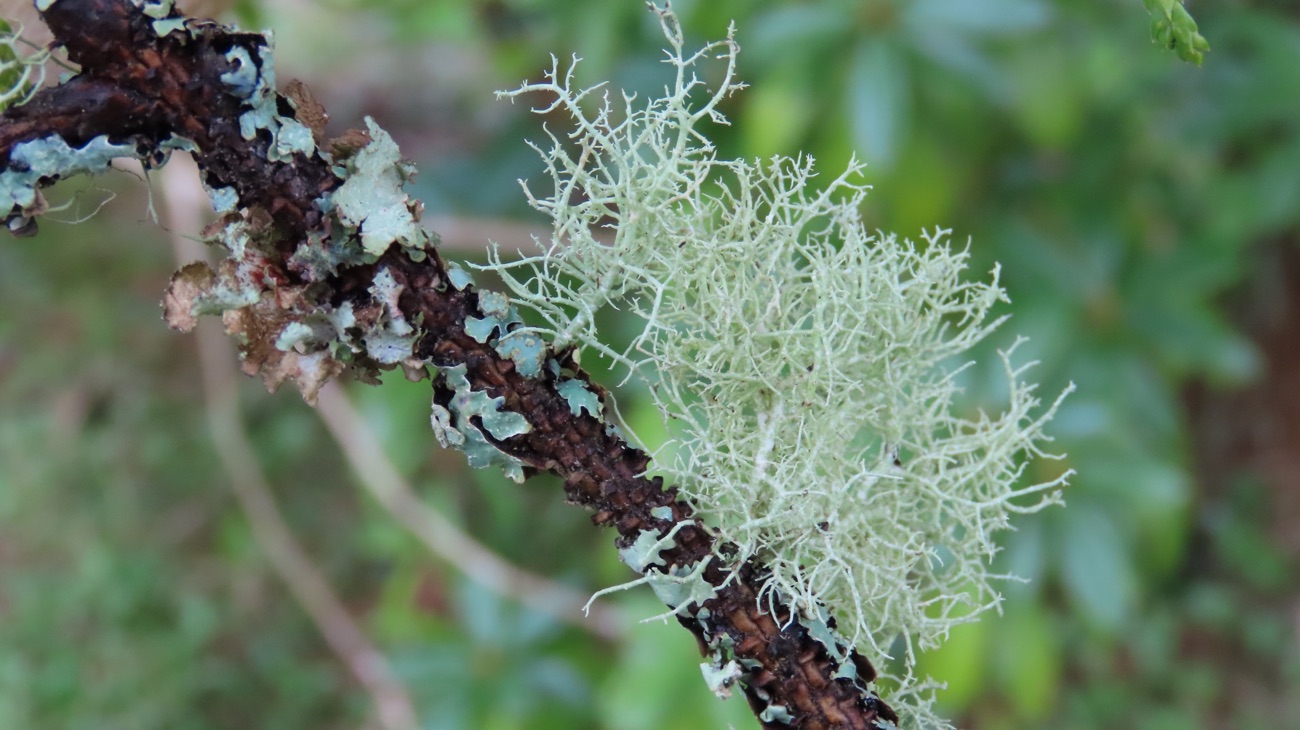 Woodland Lichen