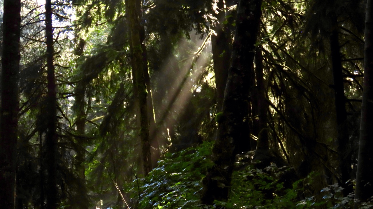 Pacific Northwest’s Barred Owl
