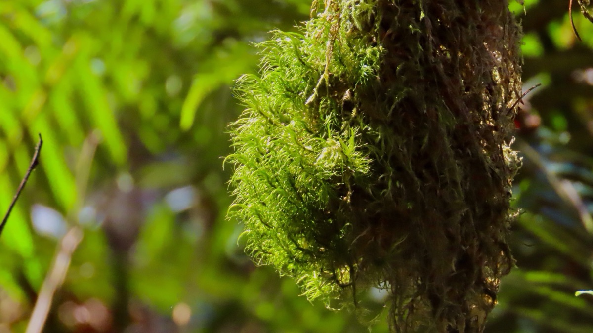 Rainforest Moss