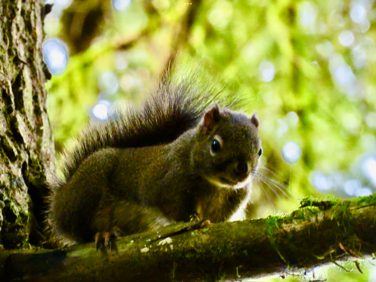 Whispers in the Forest